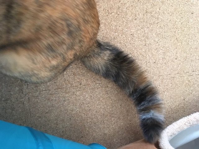 サビ猫の尻尾