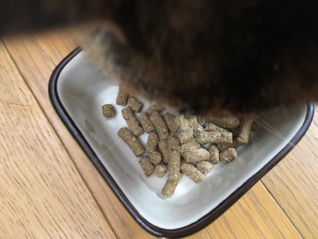 レガリエキャットフードを食べるネコ