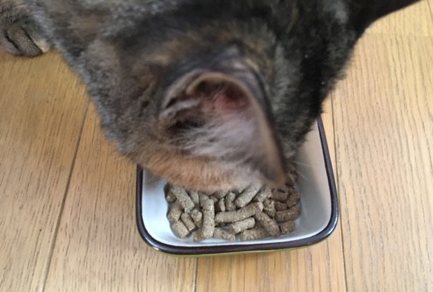 レガリエキャットフードを食べるネコ
